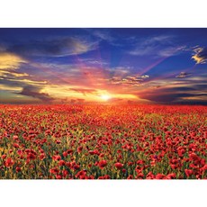 석양과 1000피스퍼즐 양귀비 미니 꽃밭 41274pc 1(PC), 1개