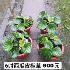 霏霏園藝 西瓜皮椒草 6吋盆栽 觀葉植物 居家綠化 免換盆, 1個
