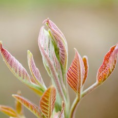 [충북농원] 참죽나무 (가죽나무) 묘목 - 2~3년생 실생묘, 1개, 실생/3년생/특묘