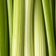 친환경 무농약 샐러리 국산 셀러리 1kg, 1박스