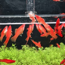 브라인급여기 L형 (길이 35cm 45cm 옵션선택 열대어 코리 디스커스 특허제품 급여기), 1개
