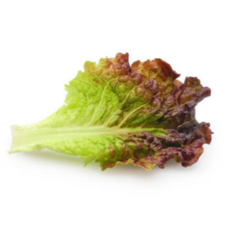 굿피플 상추 적상추 국내산적상추 쌈채소 [적상추], 1박스, 2kg