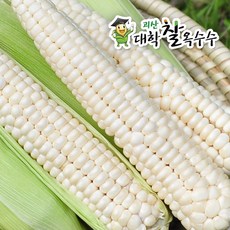 [7월13일 순차발송] 괴산 대학찰옥수수 30개 (선별 17cm), 17cm