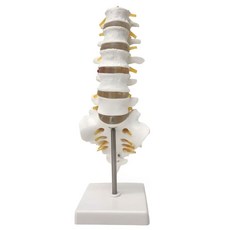 인체 척추 해부 모형 요추 천추 미추 신경 표현 교육용 스탠드 모델, 1세트