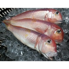 제주제일옥돔 통옥돔 3팩(9마리) 5팩(15마리) 옥돔 청정 제주수산물, 3개, 1.3kg