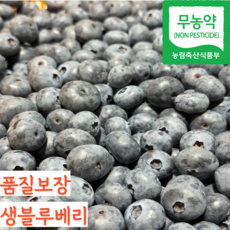 [당일수확] 26년 무농약 국산 햇 생 블루베리 생과 신틸라 인디고, 1개, 점보 (18mm) 200g