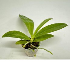 原生種蝴蝶蘭 Phal. bellina 火型貝莉娜 實生健康植株 (1.7吋及2.5吋) - 開花芳香, 1.7吋1株