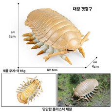 심해 고대생물 암모나이트 바다 삼엽충 모형, 255 3 빅 킹 플랩 스톤