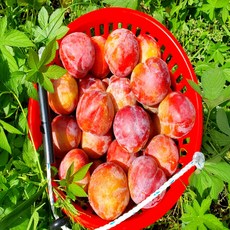 노씨고집 산지직송 프리미엄 고당도 추희자두, 1개, 3kg중과(정품)