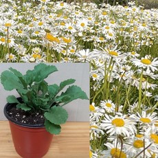 샤스타데이지 모종 1개 _ 노지월동
