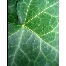 (外文書)Metaphysical Grounding: CONNECTING MIND BODY AND SPIRIT: self help course Paperback, Independently Published, English