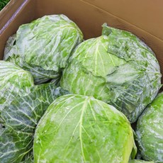 신선 수입 대용량 양배추 업소용 양배추, 1개, 15kg