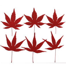 ARROWROCK 楓葉真葉乾燥, 原紅色