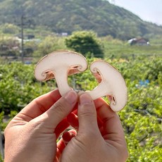 생표고버섯 1kg 실속형, 3kg, 1개