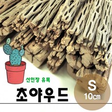 초야 우드 10cm S 선인장 유목 활착 새우 놀이터 은신처, 1개