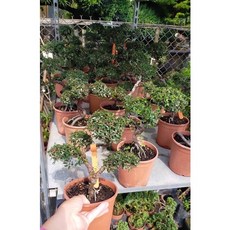 霏霏園藝 細葉白樹仿真植物 6吋/4-5吋室內裝飾綠植盆栽, 4-5吋特價1000元, 1個