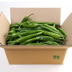 오이고추 국내산 아삭한 쌈고추 풋고추 더맛상, 1박스, 1kg
