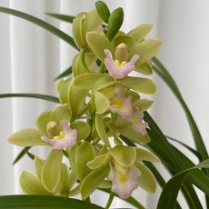 스프링 파루 미니 심비디움 서양란 서양난 겨울꽃 온정원, 1개