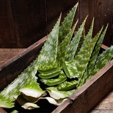 [유기농] 한림알로에 껍질째 먹는 생알로에 생잎 사포나리아1kg, 1kg, 1개