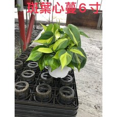 霏霏園藝 葉心葛 6吋盆栽, 1個