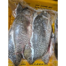 고산민물수산 국내산 자연산 4kg 참붕어(비늘 있는 상품) 냉동참붕어 붕어찜 어죽용붕어 1개