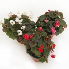 대성식물 팝콘 베고니아 3개입, 혼합, 3개