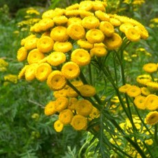 씨앗]허브-탄지(쑥국화) 골드스틱 : 약600립 C263, 1개