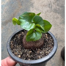 [러브피오니다육] 구갑룡 1만원 아프리카식물 코덱스 다육 인테리어식물 홈가드닝 플랜테리아