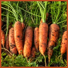 [딱100박스만] 달큰아삭 당일수확 제주구좌 햇 흙당근, 1개, 3kg