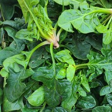 탐나유 남해 시금치 섬초 노지, 1개, 500g