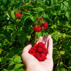 왕산딸기 묘목 왕산딸기 나무 묘목 2년생 5주, 1개
