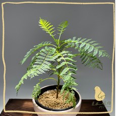 歪皮植物 藍花楹 夢幻紫藍花海觀賞樹種，耐熱好養，陽台庭園綠化盆栽首選