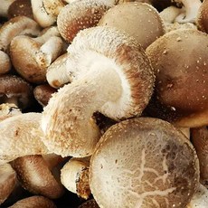 굿파머 송고버섯 (중/600g), 1개, 600g