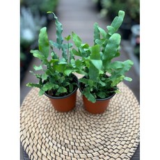 블루스타펀 고사리 소품 x 2개 음지식물 광명IC화훼유통, 1세트