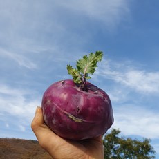 콜라비 제주햇콜라비 2kg 4kg, 1박스, 콜라비 4kg (4~8과내외)