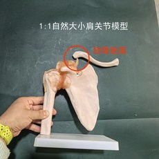 인체 뼈 모형 모델 실습 교구 인체구조 척추모형 교육용 해부 인체모형 인체피규어 골격45cm 해골, 어깨 관절