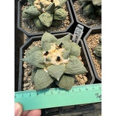 MC多肉園 嚴選仙人掌盆栽 多款可選 多肉植物 居家辦公室綠植裝飾, 1個, 怒濤（降接）