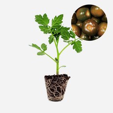 마이플랜트 방울 토마토 검정 모종, 3개