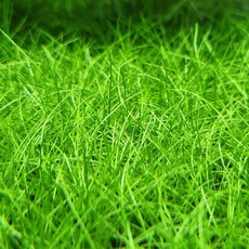 미니 헤어 글라스 40뿌리