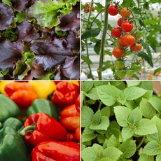 갑조네 텃밭모종 모음 베란다 텃밭 채소모종 고추모종 열매 채소 쌈채소 주말농장, D-3.대파모종(50개), 1세트