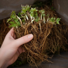 국내산 일당귀 잎당귀 종근 모종, 1개, 500g