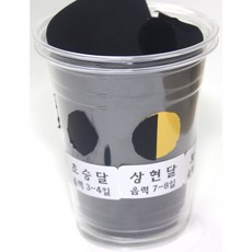 달의 모양 변화 달력 만들기 1인용, 5인용