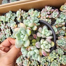 [해뜰다육] 라울(3-) 다육식물 선인장, 1개