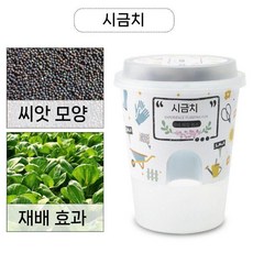 자연 과학 학습 관찰함 식물 키우기 관찰 미로 발아 성장 새싹 기르기 상자, 녹색 채소