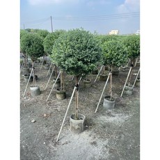 霏霏園藝紅花玉芙蓉8吋盆栽 (株高120-150公分) 漂亮整年