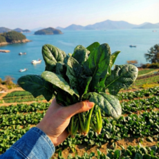 [남해1호명인] 해풍맞은 싱싱한 노지 시금치, 1박스, 500g