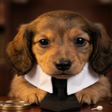 몬특몰 애견 카라 넥타이 반려견외출복, L 체크