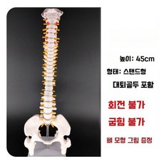 척추 모형 인체 요추 골반 대퇴골 뼈모형 병원 모델 교육용, 1개, 2. 골반 + 대퇴골 포함