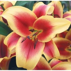 우리화훼종묘 백합 구근 - 플라비아, 1개