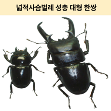 박사님 넓적 사슴벌레 성충한쌍, 1세트, 넓적사슴벌레 한쌍